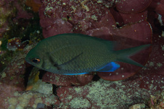 Chromis alpha