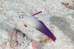 Nemateleotris decora