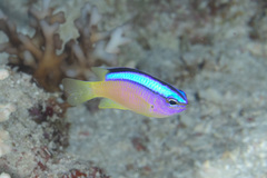 Chrysiptera caeruleolineata