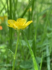 Ranunculus