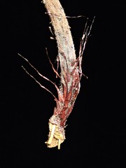 Cranfillia deltoides