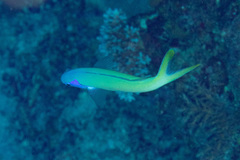 Hoplolatilus starcki