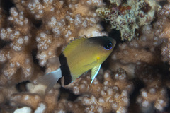 Pycnochromis retrofasciatus