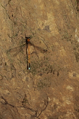 Eoargiolestes ochraceus