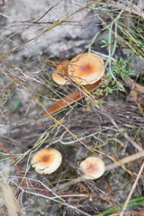 Pholiota communis