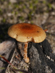 Pholiota communis