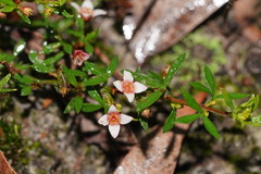 Cyanothamnus nanus nanus