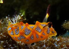 Halgerda indotessellata