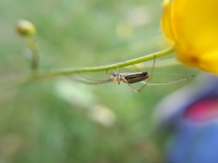 Tetragnatha extensa