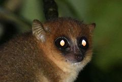 Microcebus