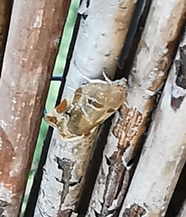 Archips xylosteana