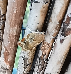 Archips xylosteana