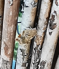 Archips xylosteana