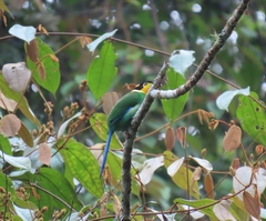 Psarisomus dalhousiae