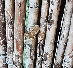 Archips xylosteana