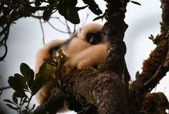 Propithecus candidus