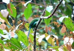 Psarisomus dalhousiae