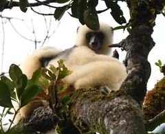 Propithecus candidus