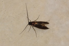 Cauchas fibulella