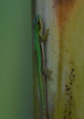 Phelsuma pusilla