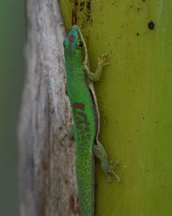 Phelsuma pusilla