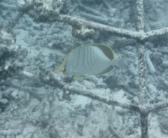 Chaetodon xanthocephalus