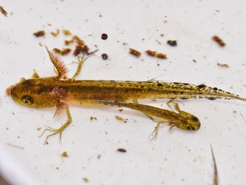 Marbled Newt, photo 3 of 10