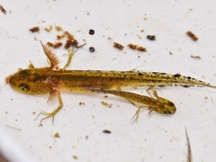 Marbled Newt photo 3