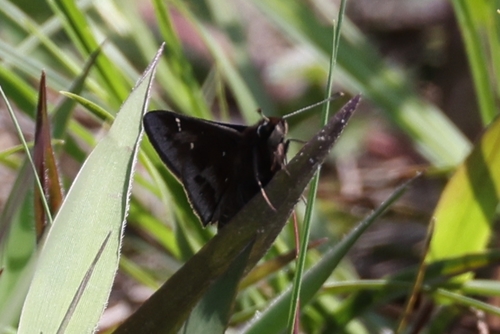 Dusted Skipper photo 3