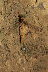 Eoargiolestes ochraceus