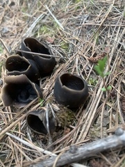 Dissingia leucomelaena