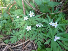 Anemonoides caerulea