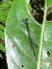 Pseudagrion renaudi