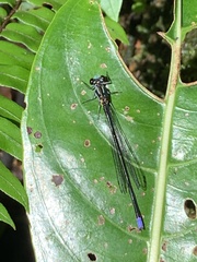 Pseudagrion renaudi