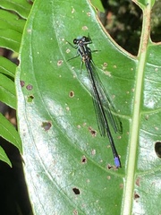 Pseudagrion renaudi