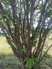 Lagerstroemia subcostata