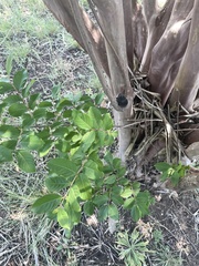 Lagerstroemia subcostata