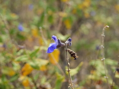 Salvia cuspidata