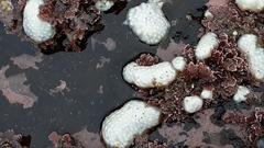 Polycitor proliferus