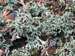 Cladonia turgida
