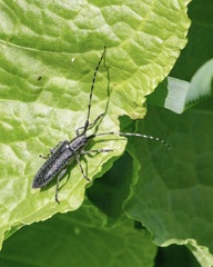 Agapanthia turanica