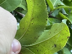 Oncoba spinosa