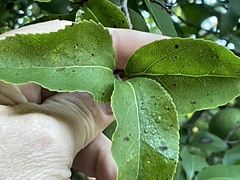 Oncoba spinosa