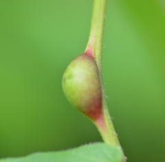 Phylloxera caryaemagna