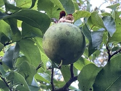 Oncoba spinosa