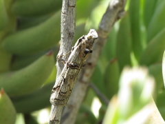 Pempelia compositella