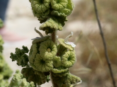 Pseudodictamnus undulatus