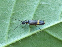 Malthodes marginatus