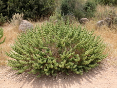 Pseudodictamnus undulatus