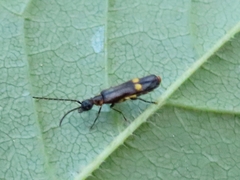 Malthodes marginatus